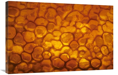 24 x 36 in. Honeycomb Cells Filled with Honey & Covered by Wax, Be