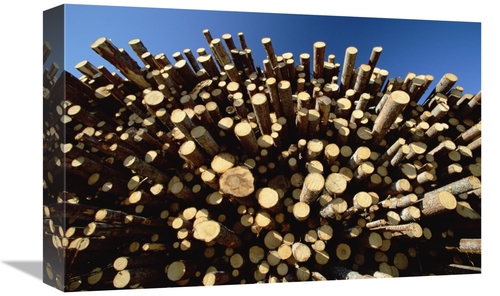 Global Gallery GCS-398506-1218-142 12 x 18 in. Pile of Harvested Pine 