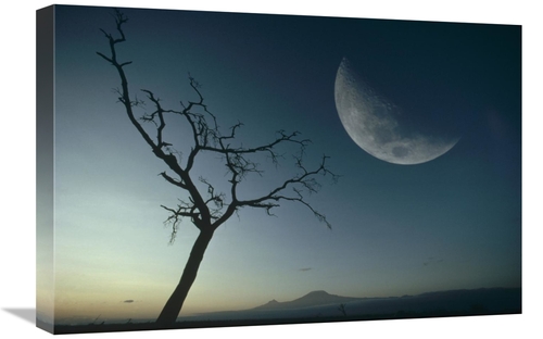 Global Gallery GCS-395771-1624-142 16 x 24 in. Whistling Thorn & Moon&