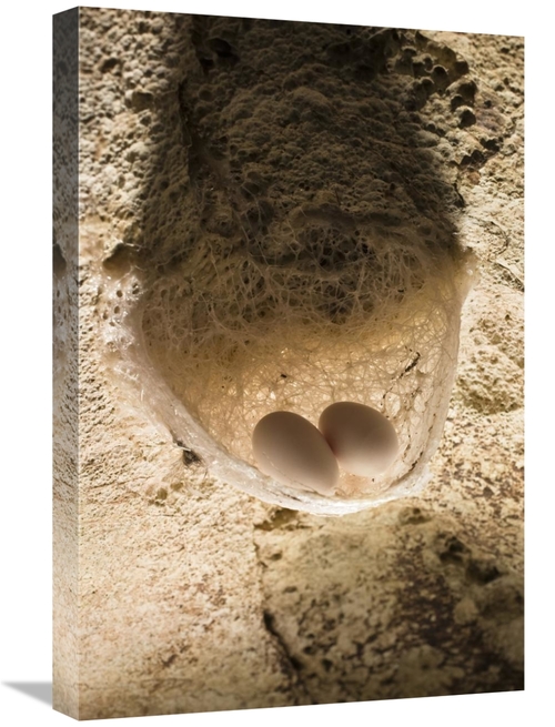 Global Gallery GCS-453628-1624-142 16 x 24 in. Edible-Nest Swiftlet Ne