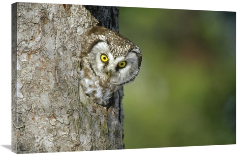 Global Gallery GCS-452486-2436-142 24 x 36 in. Boreal Owl Peaking Thro