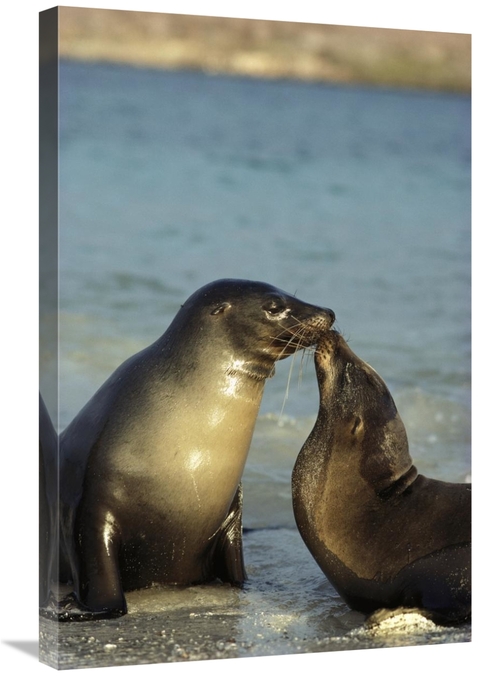 Global Gallery GCS-451763-2030-142 20 x 30 in. Galapagos Sea Lion Juve