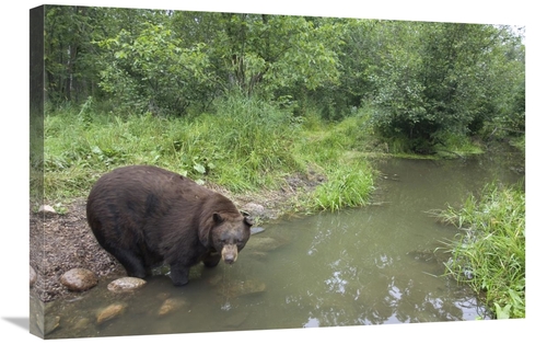 Global Gallery GCS-395444-2030-142 20 x 30 in. Black Bear Large Adult 