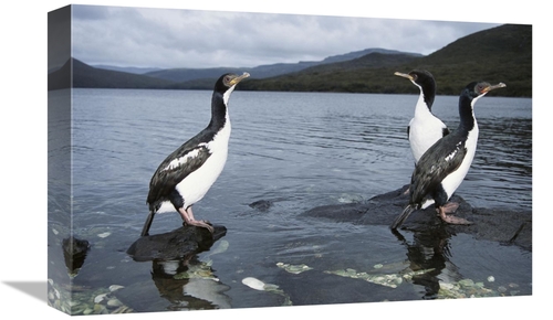 Global Gallery GCS-451585-1218-142 12 x 18 in. Auckland Island Cormora