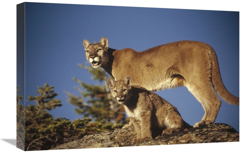 Global Gallery GCS-396867-1624-142 16 x 24 in. Mountain Lion or Cougar