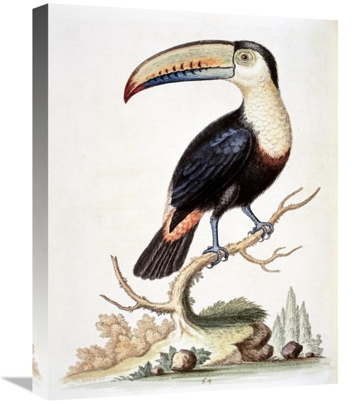 Global Gallery GCS-277466-22-142 22 in. Le Toucan Art Print - George E