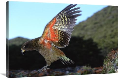 Global Gallery GCS-451499-2436-142 24 x 36 in. Kea Showing Brilliant C