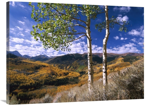 Global Gallery GCS-396964-3040-142 30 x 40 in. Aspen Trees in Fall-Col