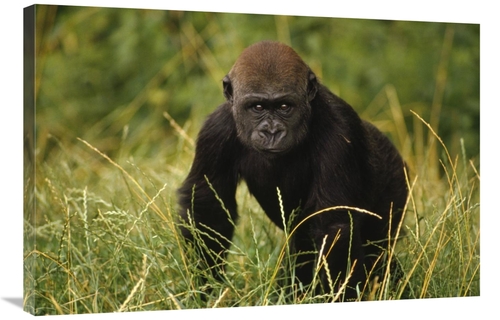 Global Gallery GCS-452767-2436-142 24 x 36 in. Western Lowland Gorilla