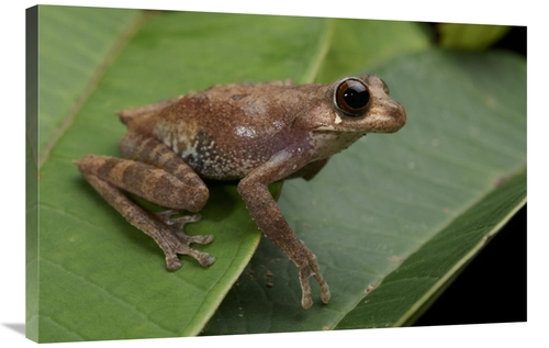 Global Gallery GCS-397539-2436-142 24 x 36 in. Shrub Frog, Sarawak