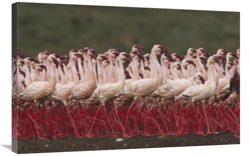 Global Gallery GCS-396351-2436-142 24 x 36 in. Lesser Flamingos in A M