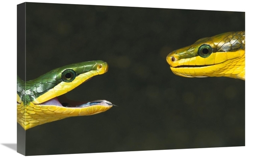 16 x 24 in. Colubrid Snakes Making Initial Contact to Identify Friend&