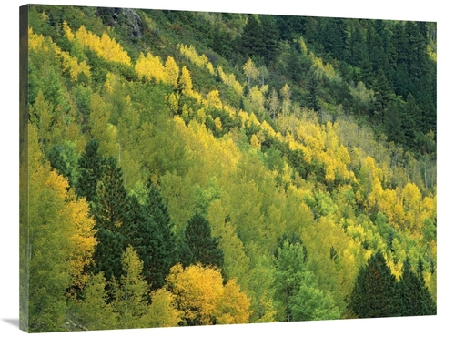 Global Gallery GCS-396614-3040-142 30 x 40 in. Aspen Grove in Fall Col