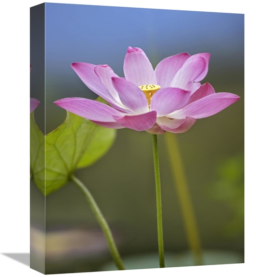 Global Gallery GCS-396040-1216-142 12 x 16 in. Sacred Lotus Flower&#44