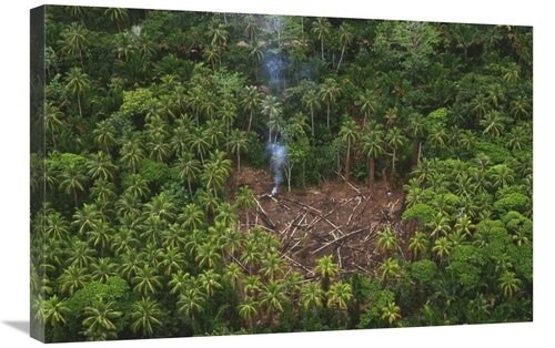 Global Gallery  20 x 30 in. Traditional Slash & Burn Clearcut in Virgi