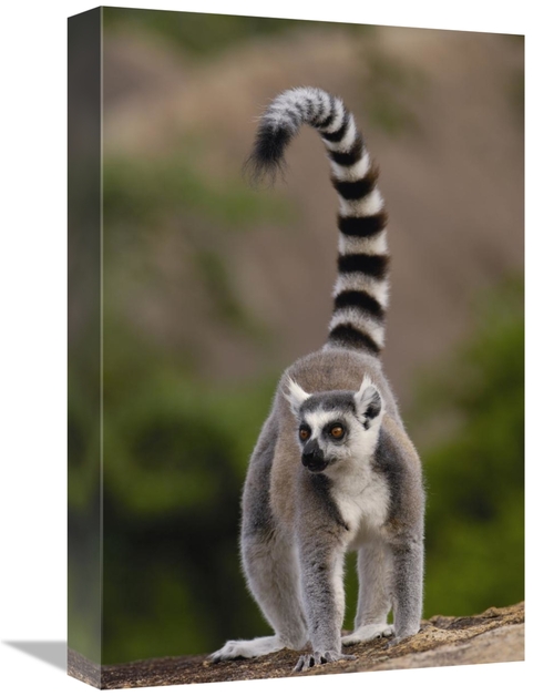 Global Gallery GCS-453248-1218-142 12 x 18 in. Ring-Tailed Lemur in th