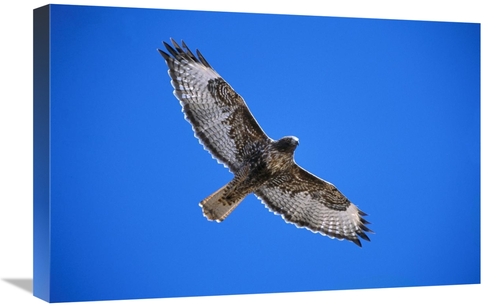 Global Gallery GCS-453295-1624-142 16 x 24 in. Red-Tailed Hawk, Su