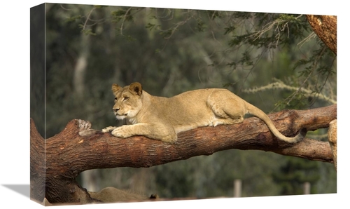 Global Gallery GCS-450847-1218-142 12 x 18 in. African Lioness Resting