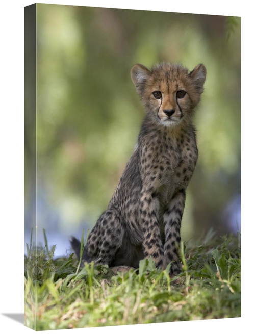 16 x 24 in. Cheetah Cub Portrait, Native to Africa Art Print - San
