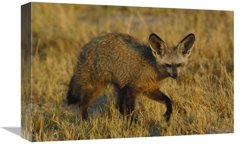 Global Gallery GCS-453266-1218-142 12 x 18 in. Bat-Eared Fox Portrait&