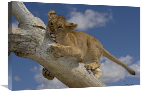 Global Gallery GCS-450868-2030-142 20 x 30 in. African Lion Cub Playin