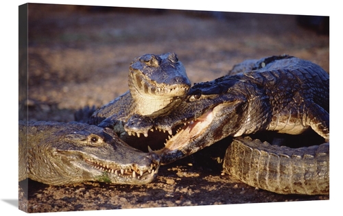 20 x 30 in. Jacare Caiman Trio in Early Evening Light, Pantanal&#4