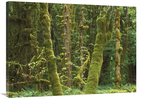 Global Gallery GCS-452005-3040-142 30 x 40 in. Maple Glade, Quinau