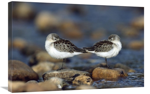 Global Gallery GCS-397094-2030-142 20 x 30 in. Western Sandpipers Pair