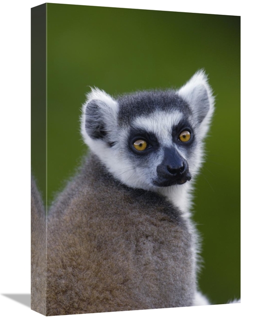 Global Gallery GCS-397948-1218-142 12 x 18 in. Ring-Tailed Lemur Portr