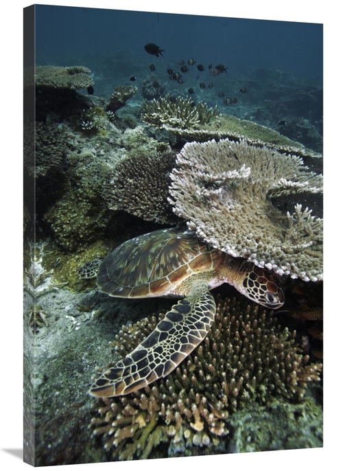 Global Gallery GCS-453563-2436-142 24 x 36 in. Green Sea Turtle on Cor