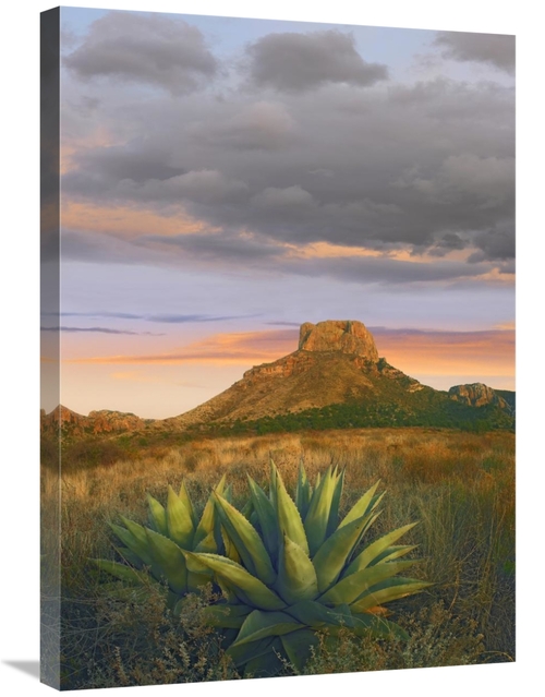 Global Gallery GCS-452167-30-142 30 in. Lechuguilla Agave & Casa Grand