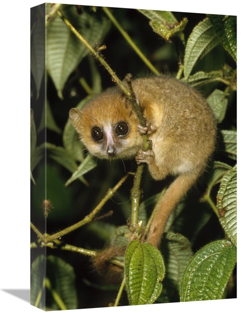 Global Gallery GCS-452398-1218-142 12 x 18 in. Brown Mouse Lemur, 