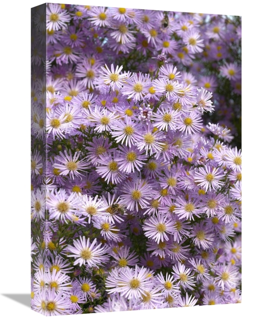 Global Gallery GCS-398357-1218-142 12 x 18 in. Aster Pink Star Variety