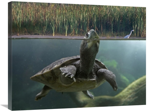 Global Gallery GCS-396465-2432-142 24 x 32 in. Turtle Breathing at Sur