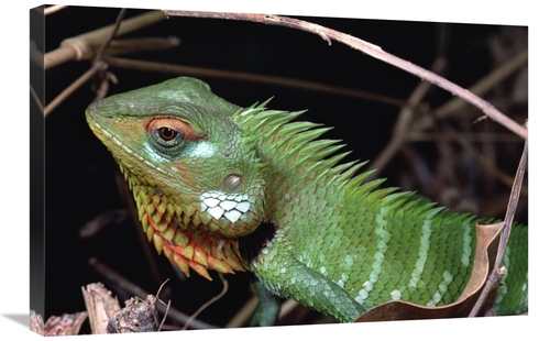 Global Gallery GCS-450696-2030-142 20 x 30 in. Lizard Portrait, Si