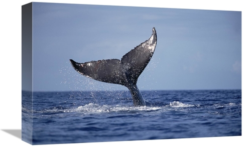 Global Gallery GCS-450998-1218-142 12 x 18 in. Humpback Whale Tail Lob