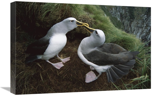 Global Gallery GCS-451660-1624-142 16 x 24 in. Bullers Albatross Court