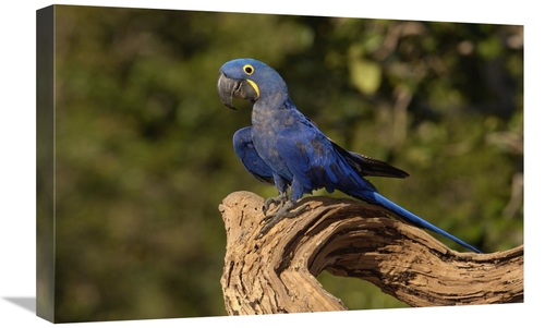 Global Gallery GCS-453175-1624-142 16 x 24 in. Hyacinth Macaw Portrait
