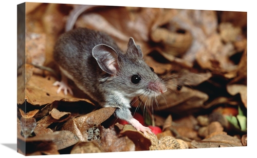 Global Gallery GCS-452876-1624-142 16 x 24 in. Deer Mouse, North &