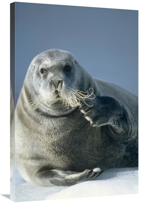 Global Gallery GCS-451184-2436-142 24 x 36 in. Bearded Seal Scratching