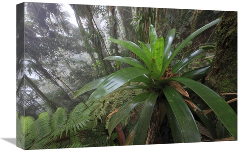 Global Gallery  16 x 24 in. Bromeliad & Tree Fern At 1600 Meters Altit