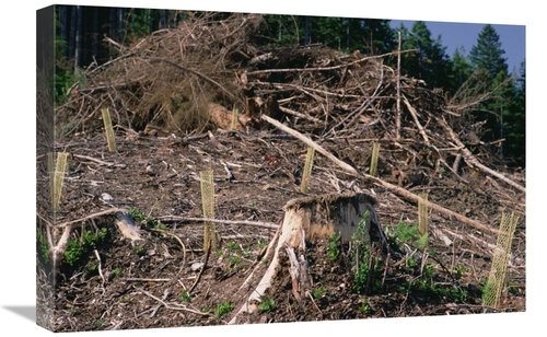 Global Gallery GCS-395768-1624-142 16 x 24 in. Replant of Douglas Fir 