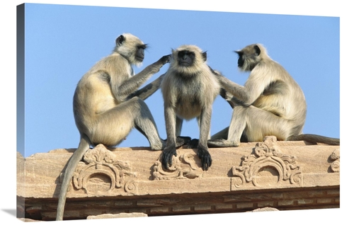 Global Gallery GCS-398101-2436-142 24 x 36 in. Hanuman Langur Three on