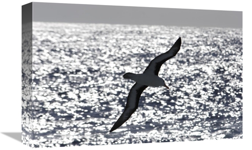 Global Gallery GCS-453558-1218-142 12 x 18 in. Black-Browed Albatross 