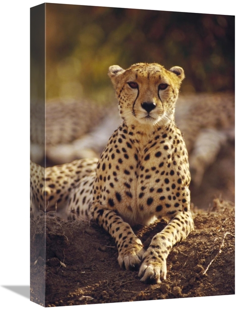 Global Gallery GCS-452761-1218-142 12 x 18 in. Cheetah Portrait, M