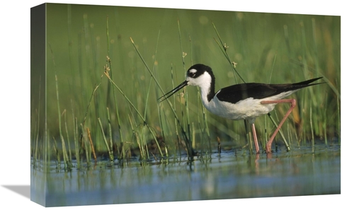 Global Gallery GCS-396432-1218-142 12 x 18 in. Black-Necked Stilt Wadi