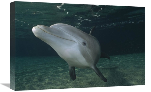 Global Gallery GCS-450665-1624-142 16 x 24 in. Bottlenose Dolphin Unde