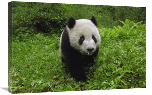 Global Gallery GCS-397878-2030-142 20 x 30 in. Giant Panda Standing in