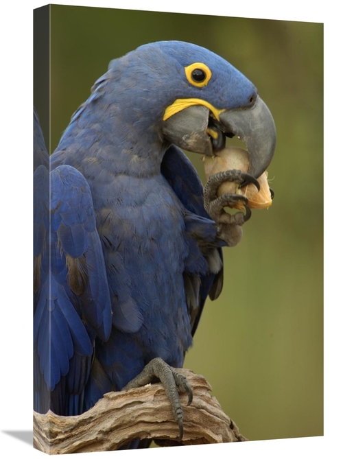 Global Gallery GCS-453150-1624-142 16 x 24 in. Hyacinth Macaw in Cerra