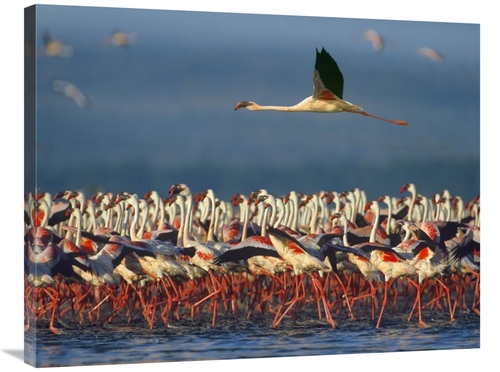 Global Gallery GCS-396411-2835-142 28 x 35 in. Lesser Flamingo Flying 